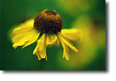 Yellow Helenium, Pinecrest, CA